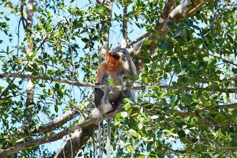 Proboscis Monkey 1