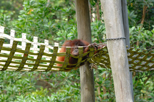 KK_LokKawi_OrangUtan2801