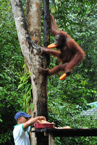 KCN_Semenggoh_5547
