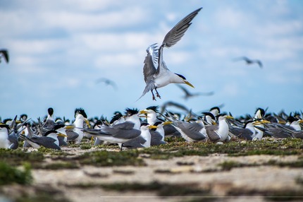 BirdIsland_1