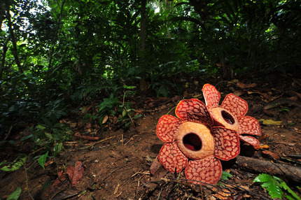 RAFFLESIA - ROYAL BELUM 8_20131021_1