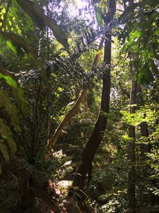 gaya_island_resort_nature_trail42