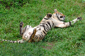 KK_LokKawi_Tiger2794