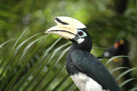 KL Birdpark (30)