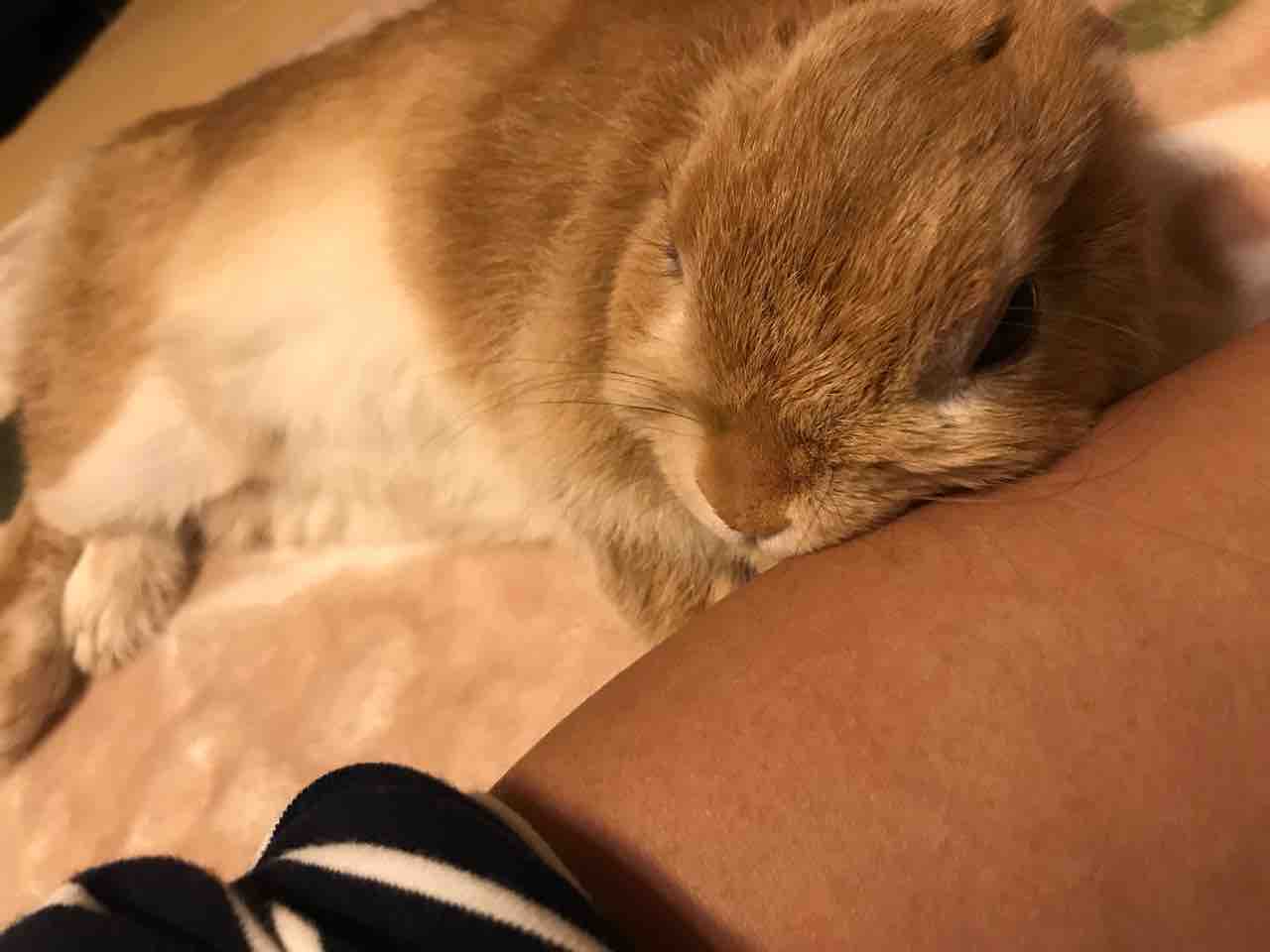 ウサギも腕枕で 名古屋の中古車販売会社の 社長日記