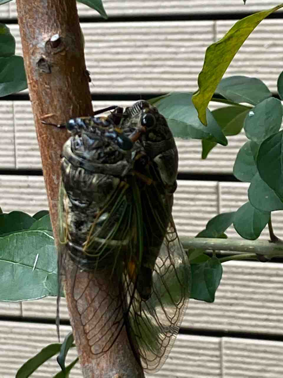 セミの交尾って 名古屋の中古車販売会社の 社長日記