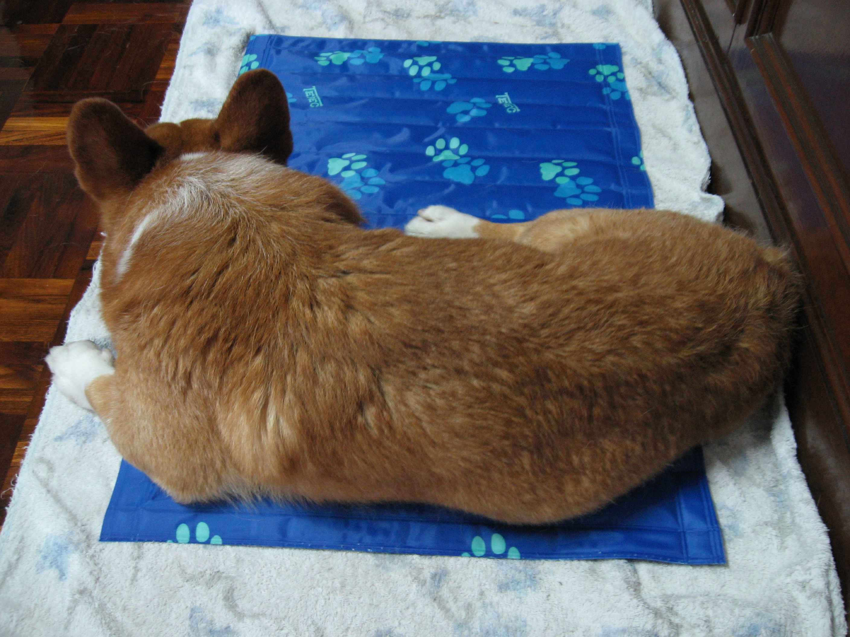 犬まんま猫まんま とこなつ日記