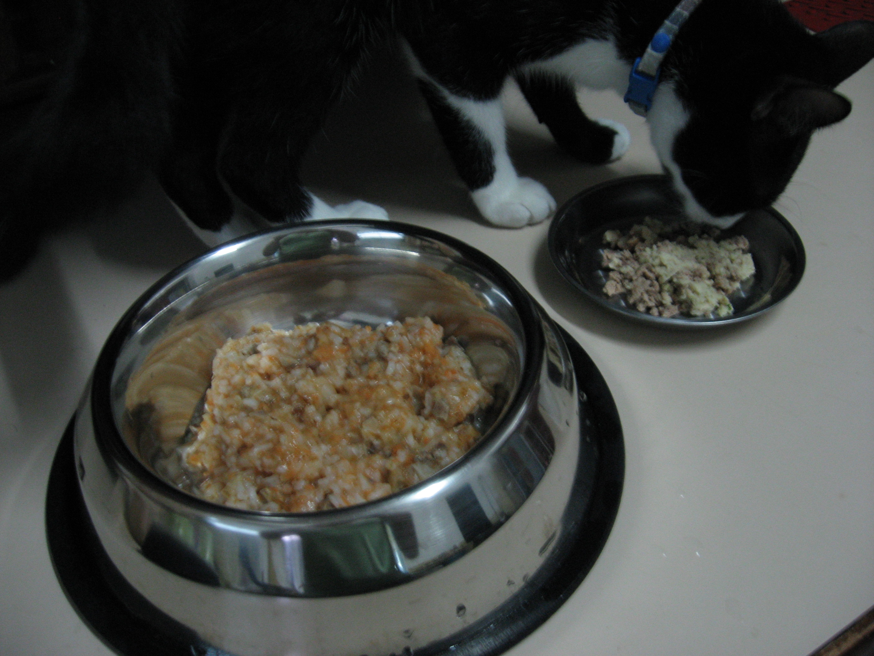 犬まんま猫まんま とこなつ日記