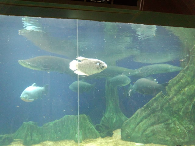 東京散策記 サンシャイン水族館編 こんさぅ ミディツn