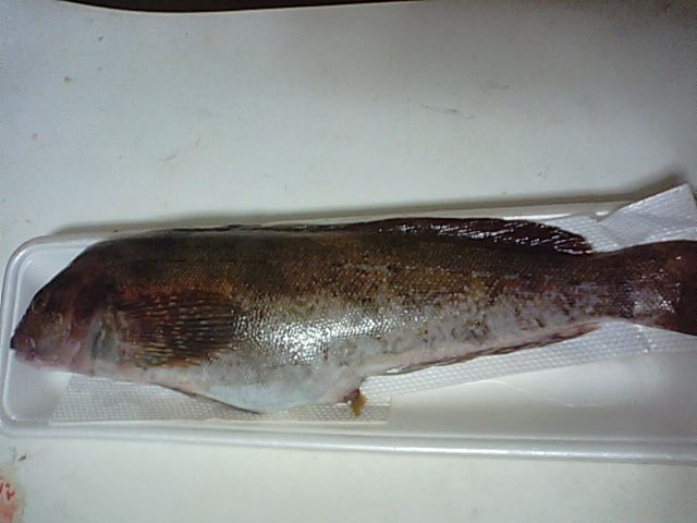 アイナメ 海水魚 カサゴ目 アイナメ科 食品食材探訪記 自分図鑑 Since 08 July