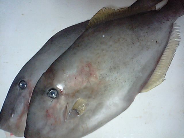 ウスバハギ 海水魚 フグ目 カワハギ科 食品食材探訪記 自分図鑑 Since 08 July ウスバハギ 海水魚 フグ目 カワハギ科 食品食材探訪記 自分図鑑 Since 08 July