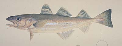 食品食材探訪記 自分図鑑 since 2008 July : マダラ 海水魚 タラ目 タラ科