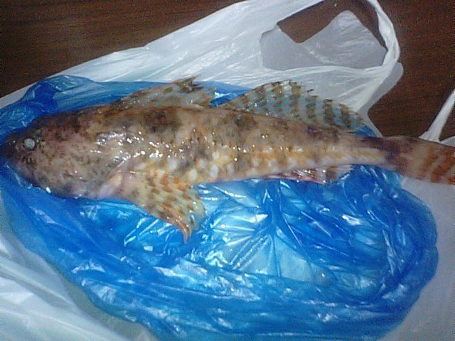 ニジカジカ 海水魚 カサゴ目 カジカ科 食品食材探訪記 自分図鑑 Since 08 July
