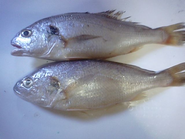 食品食材探訪記 自分図鑑 since 2008 July : シログチ 海水魚 スズキ目 ニベ科