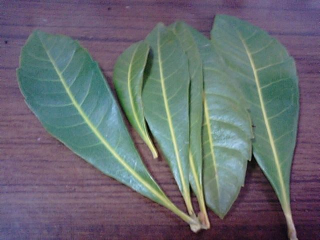 ヤマモモの葉茶 健康茶 手作り 食品食材探訪記 自分図鑑 Since 08 July