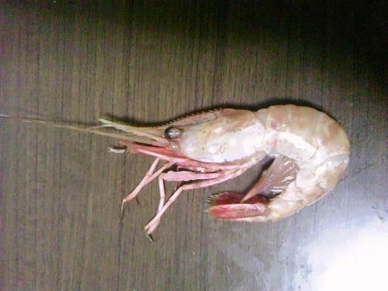 トヤマエビ ボタンエビ 食品食材探訪記 自分図鑑 Since 08 July トヤマエビ ボタンエビ 食品食材探訪記 自分図鑑 Since 08 July