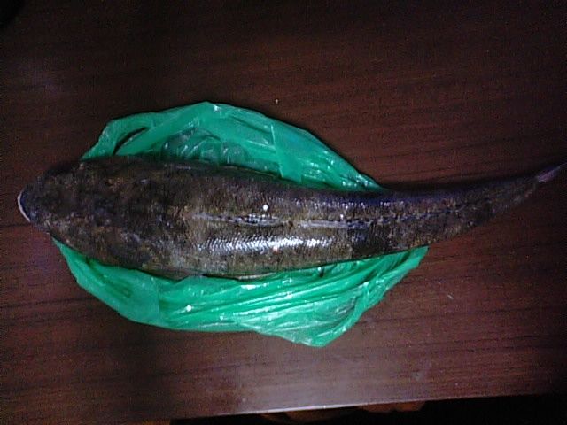 マゴチ 海水魚 カジカ目 コチ科 食品食材探訪記 自分図鑑 Since 08 July マゴチ 海水魚 カジカ目 コチ科 食品食材探訪記 自分図鑑 Since 08 July