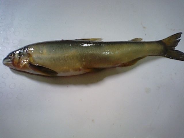 アユ 淡水魚 養殖 キュウリウオ目 アユ科 食品食材探訪記 自分図鑑 Since 08 July