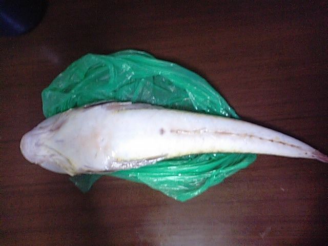 マゴチ 海水魚 カジカ目 コチ科 食品食材探訪記 自分図鑑 Since 08 July マゴチ 海水魚 カジカ目 コチ科 食品食材探訪記 自分図鑑 Since 08 July
