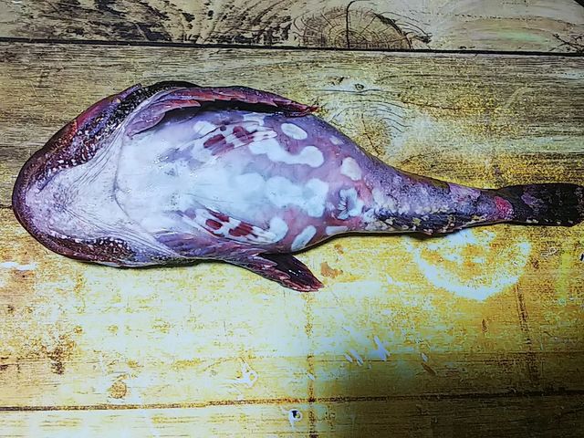 シモフリカジカ 海水魚 カサゴ目 カジカ科 食品食材探訪記 自分図鑑 Since 08 July