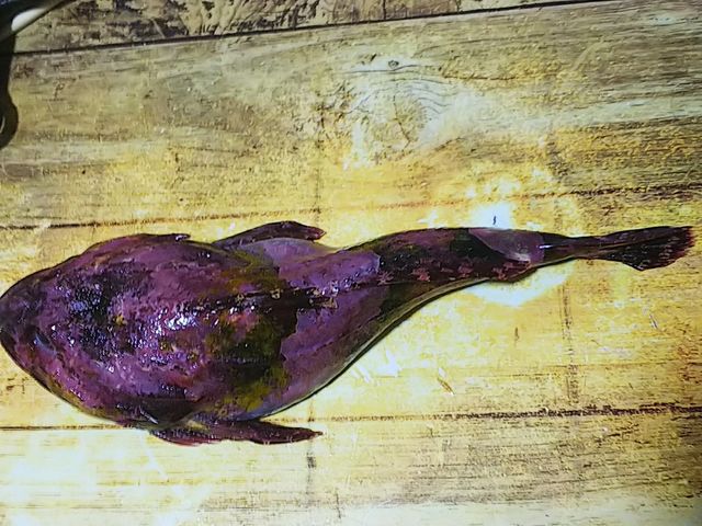 シモフリカジカ 海水魚 カサゴ目 カジカ科 食品食材探訪記 自分図鑑 Since 08 July