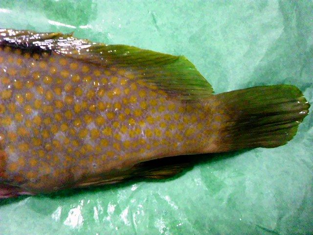 キジハタ 海水魚 スズキ目 ハタ科 食品食材探訪記 自分図鑑 Since 08 July