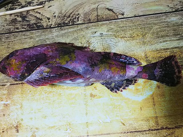 シモフリカジカ 海水魚 カサゴ目 カジカ科 食品食材探訪記 自分図鑑 Since 08 July