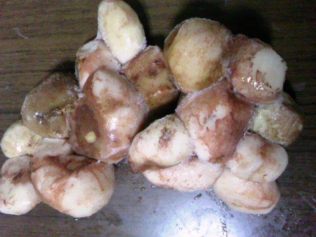 松露 ショウロ 天然きのこ 食品食材探訪記 自分図鑑 Since 08 July