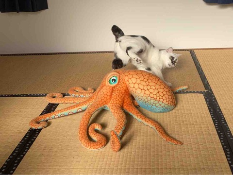 FullSizeRender