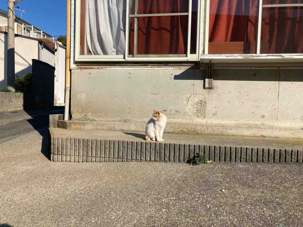 猫島 城ヶ島に行ったよ 海の近くに猫と住んでる