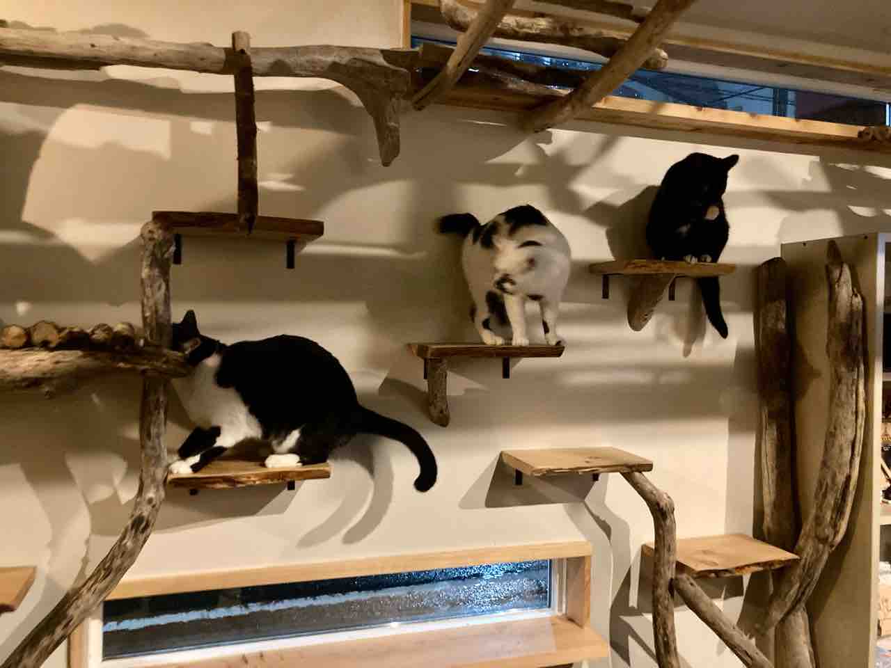 3匹の集合写真 海の近くに猫と住んでる