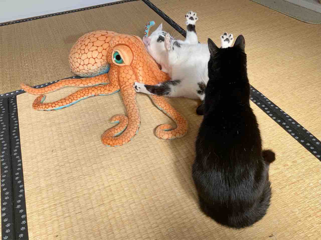 ミチルの威嚇 海の近くに猫と住んでる ミチルの威嚇 海の近くに猫と住んでる