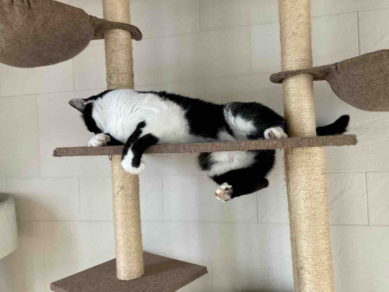 ドジっ子店長 海の近くに猫と住んでる