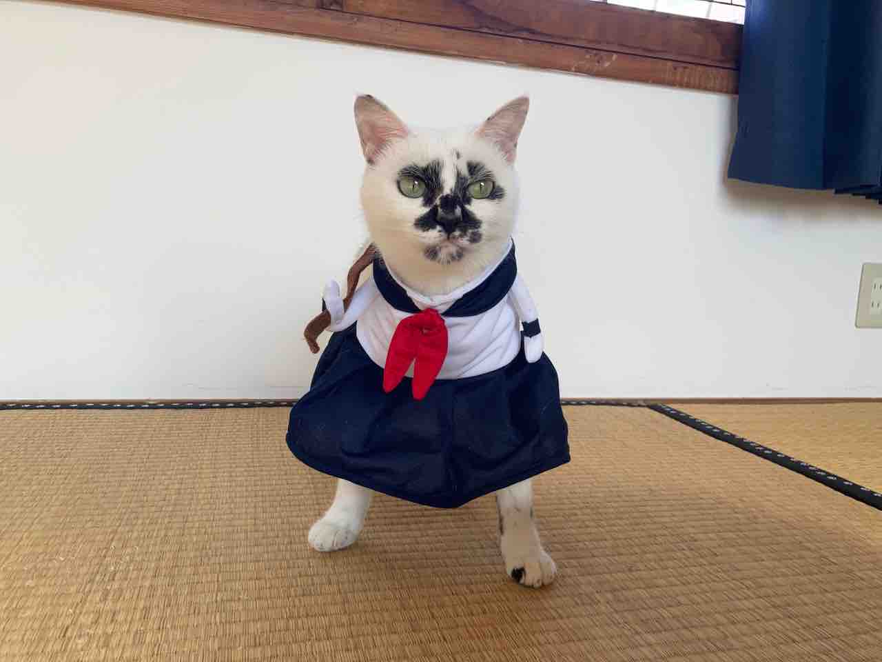 りょうちゃん様予約 絵画「猫の背中にハロウィン／小鳥ブレーメンハロウィン」 ハロウィンのコスプレ : 海の近くに猫と住んでる