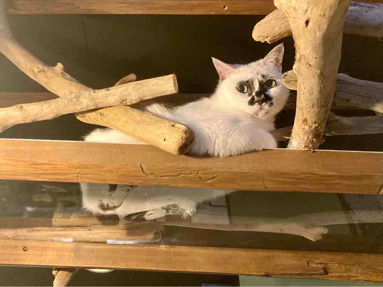 Muddy Cat 定期便 7 11 7 16 海の近くに猫と住んでる