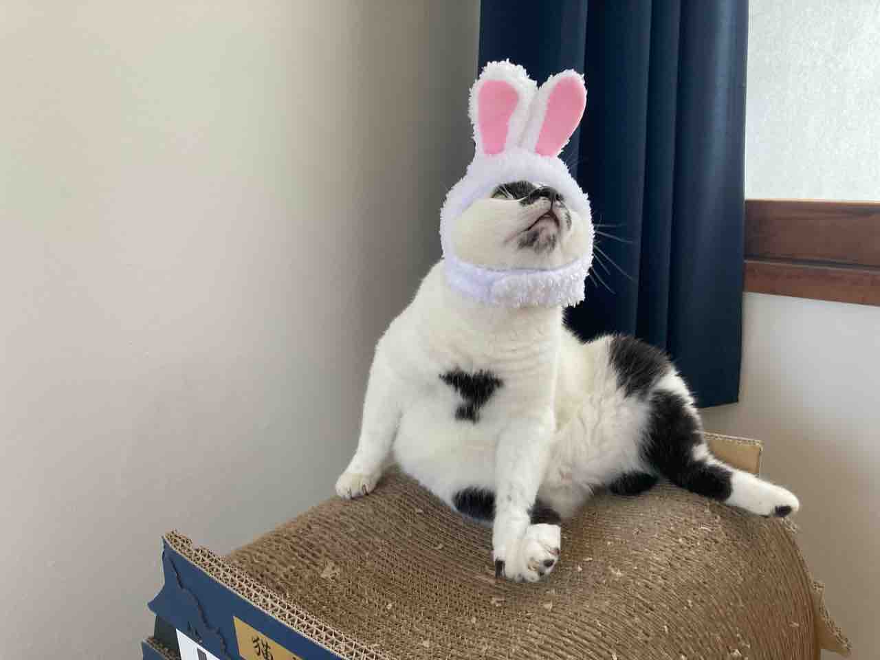 うさぎの被り物 海の近くに猫と住んでる