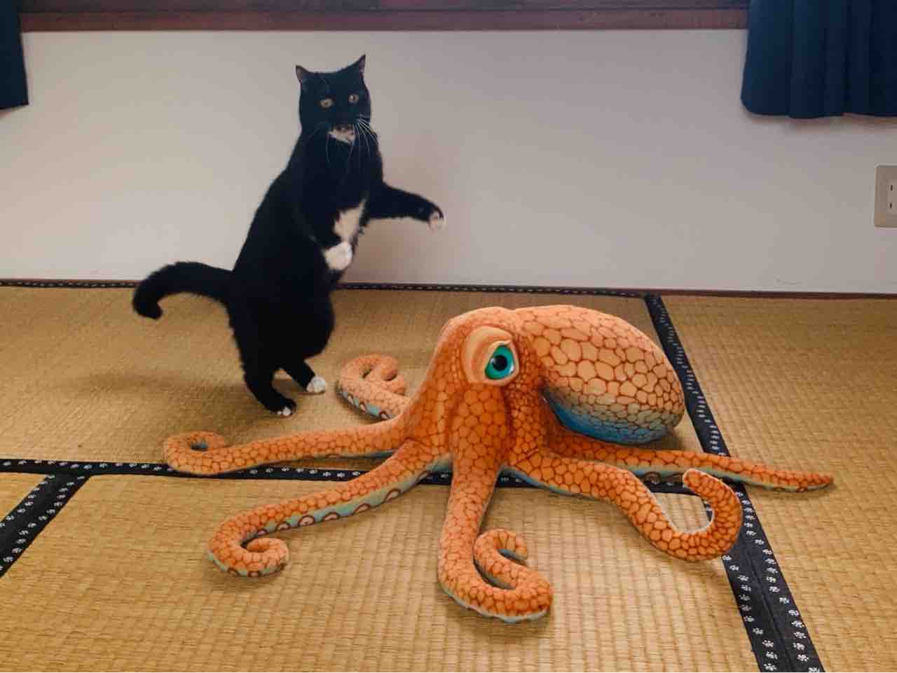 飛ぶタビ子 : 海の近くに猫と住んでる