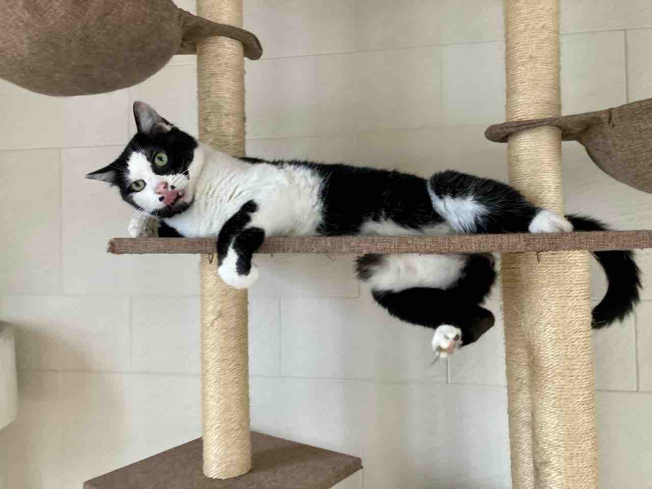 ドジっ子店長 海の近くに猫と住んでる