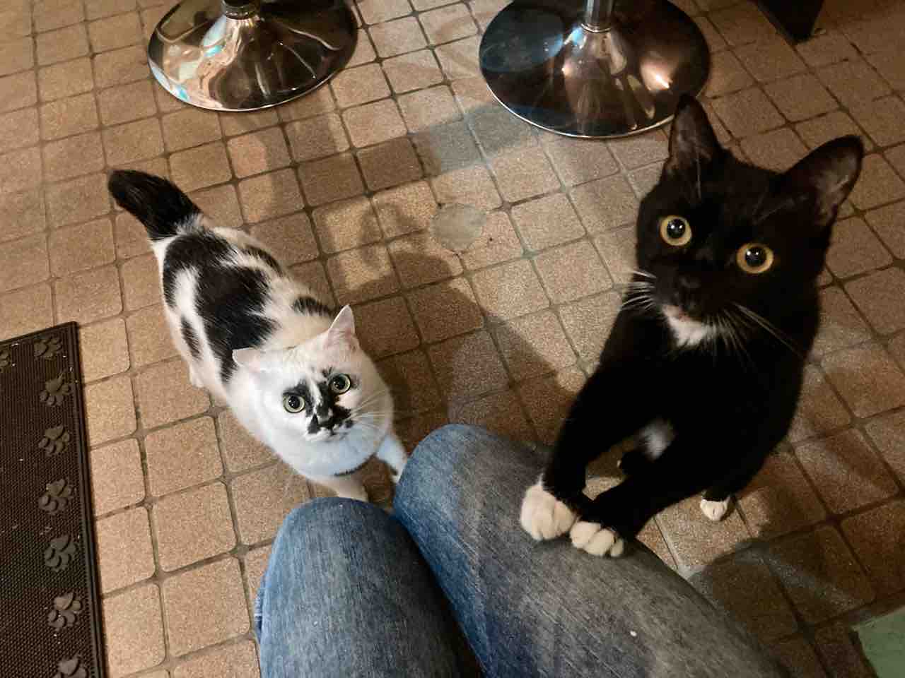 Muddy Cat 定期便 7 6 7 10 海の近くに猫と住んでる