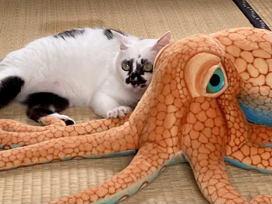 ホラー映画でドキドキ 海の近くに猫と住んでる
