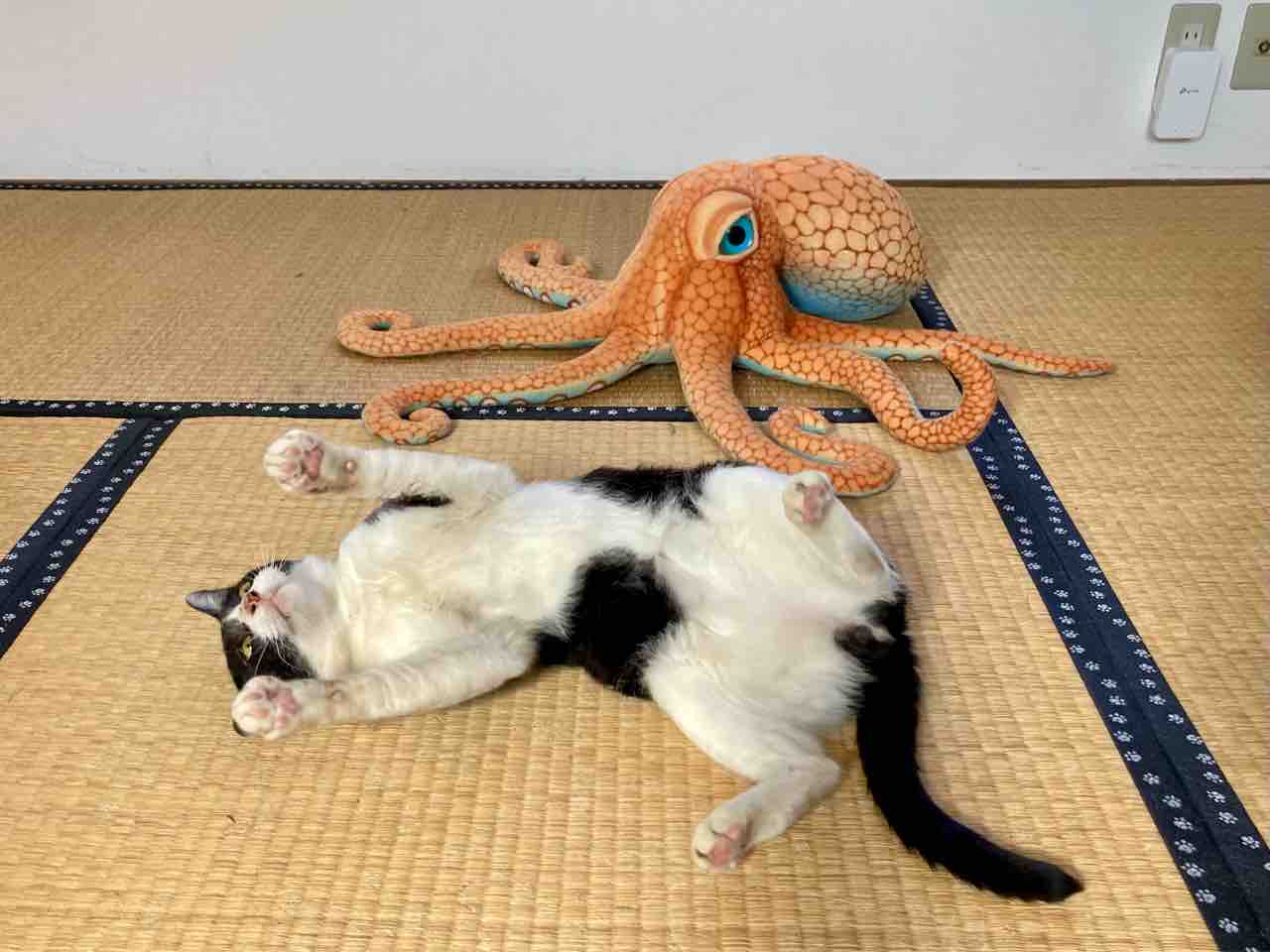 一太郎プチ情報 海の近くに猫と住んでる