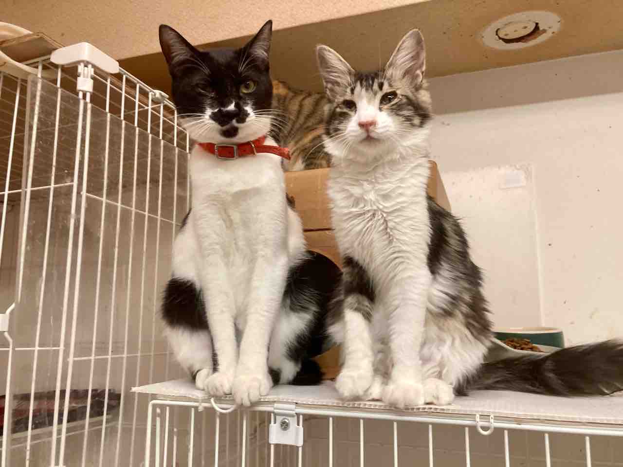 熱海の保護猫ハウス「Temple Cat」 : 海の近くに猫と住んでる