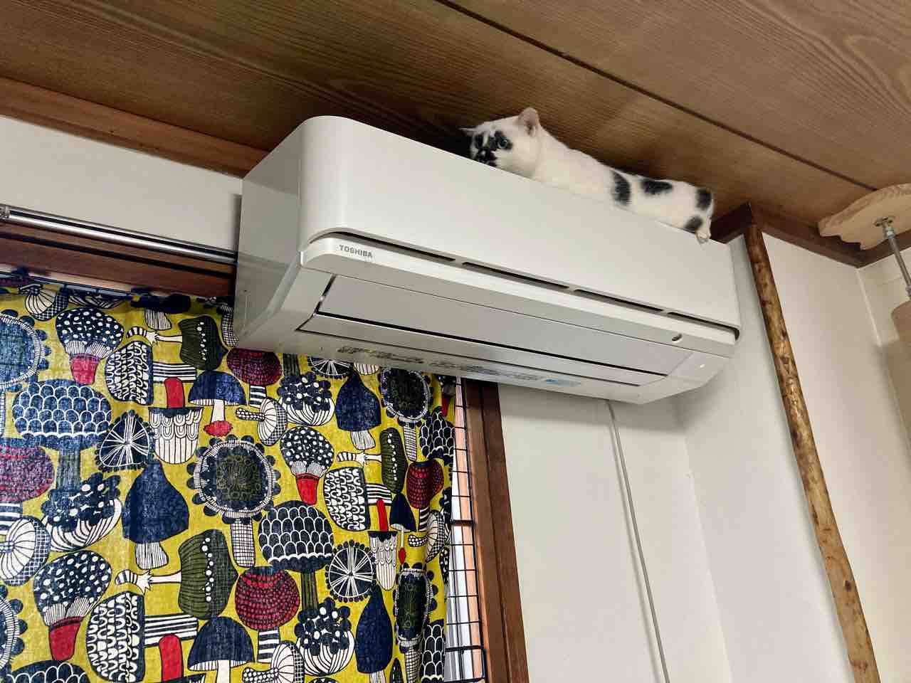 ミーちゃんまさかの 海の近くに猫と住んでる