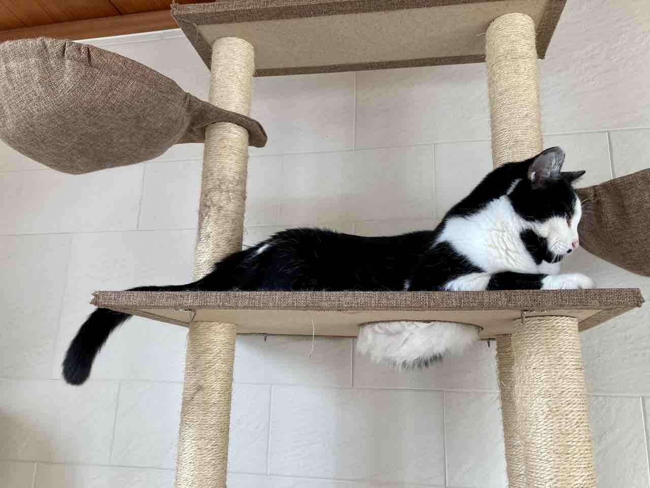 店長魅惑の腹毛 : 海の近くに猫と住んでる