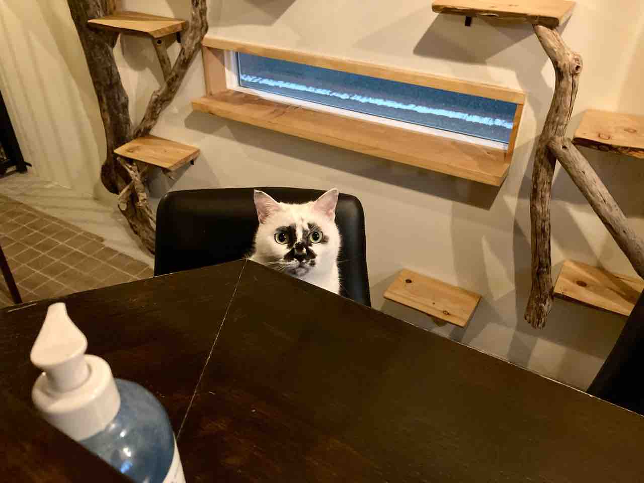 Muddy Cat 定期便 6 1 6 4 海の近くに猫と住んでる