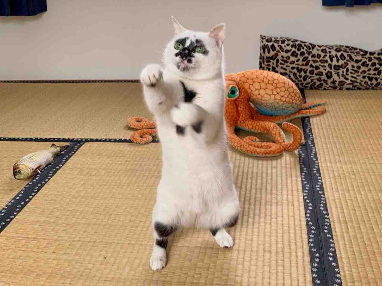 目に見えない何かを 海の近くに猫と住んでる 目に見えない何かを 海の近くに猫と住んでる