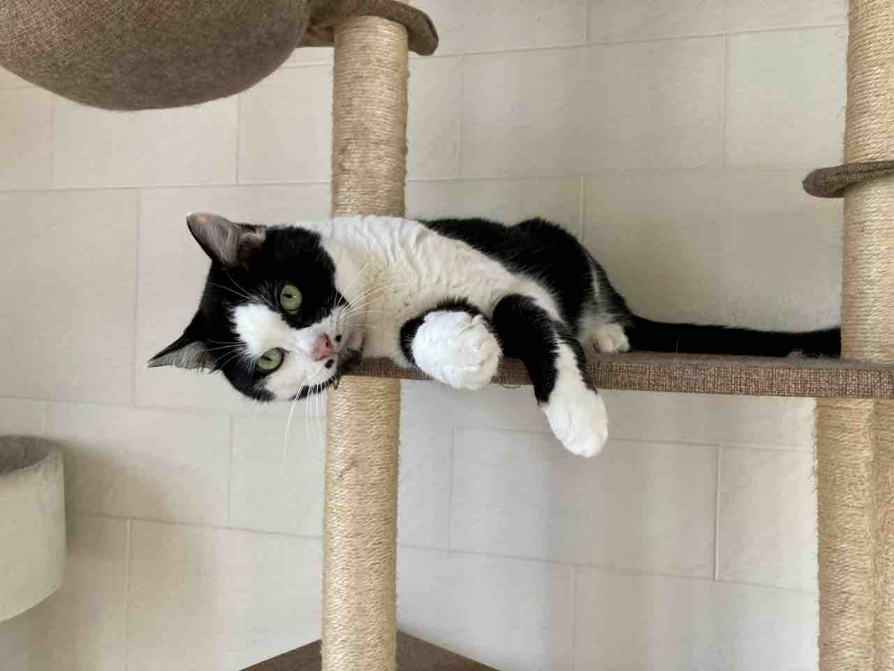 ドジっ子店長 海の近くに猫と住んでる