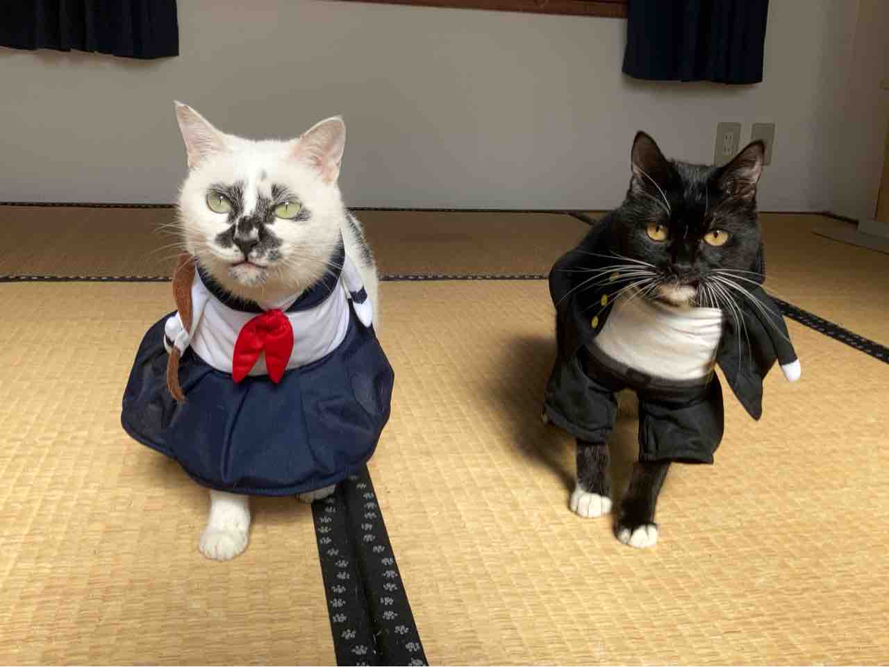 ハロウィンのコスプレ : 海の近くに猫と住んでる