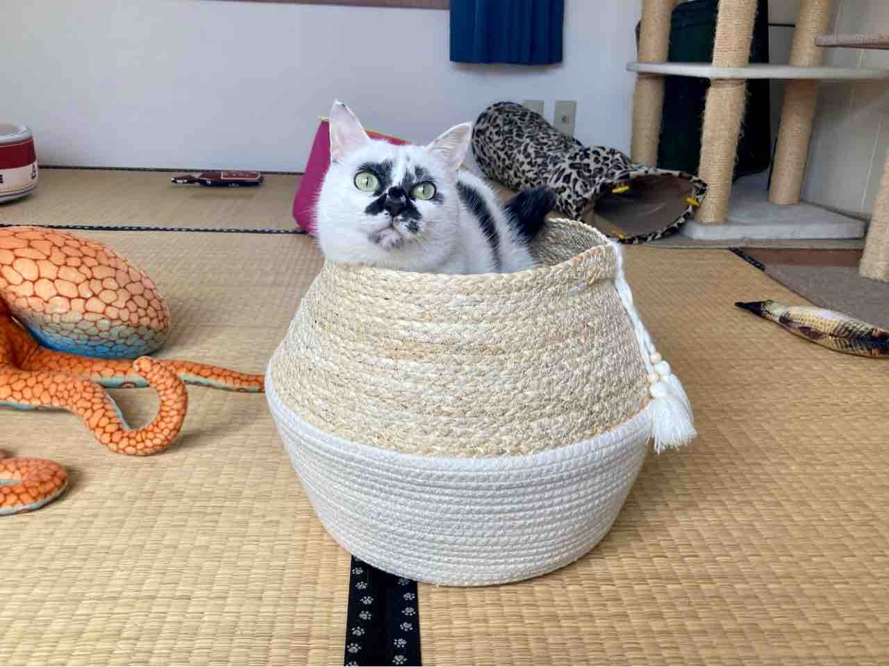 ニトリのバスケット 海の近くに猫と住んでる ニトリのバスケット 海の近くに猫と住んでる