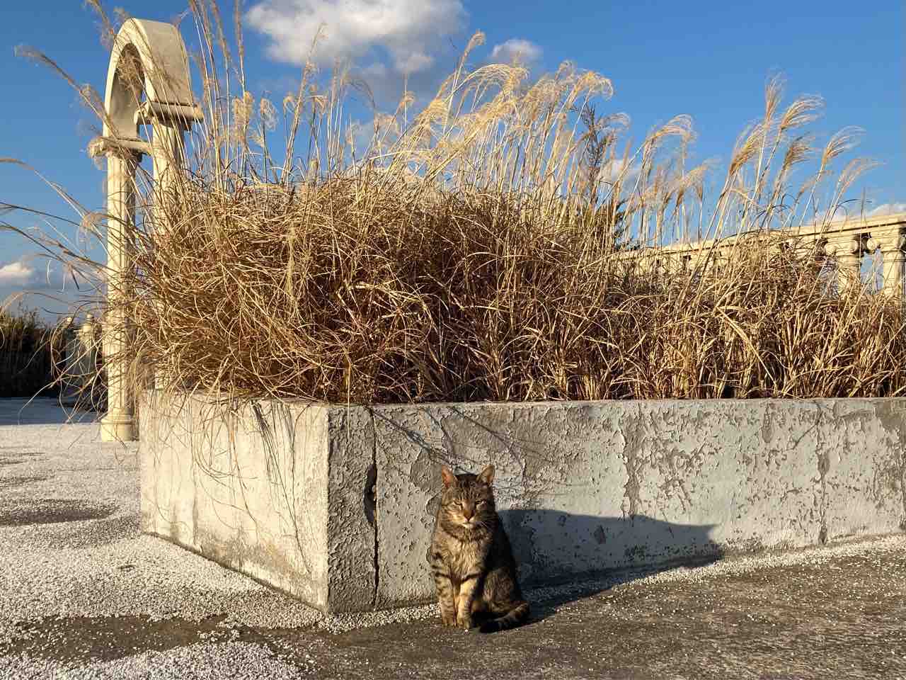 猫島 城ヶ島に行ったよ 海の近くに猫と住んでる